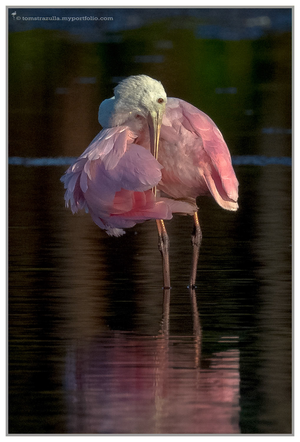 Roseate Spoonbill