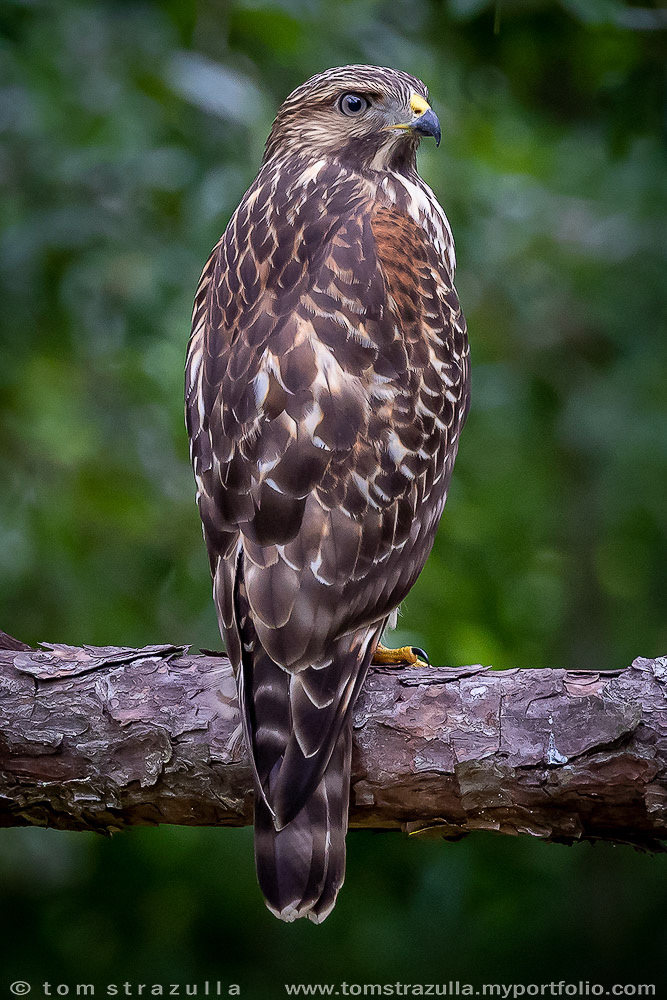 Red-shouldered Hawk