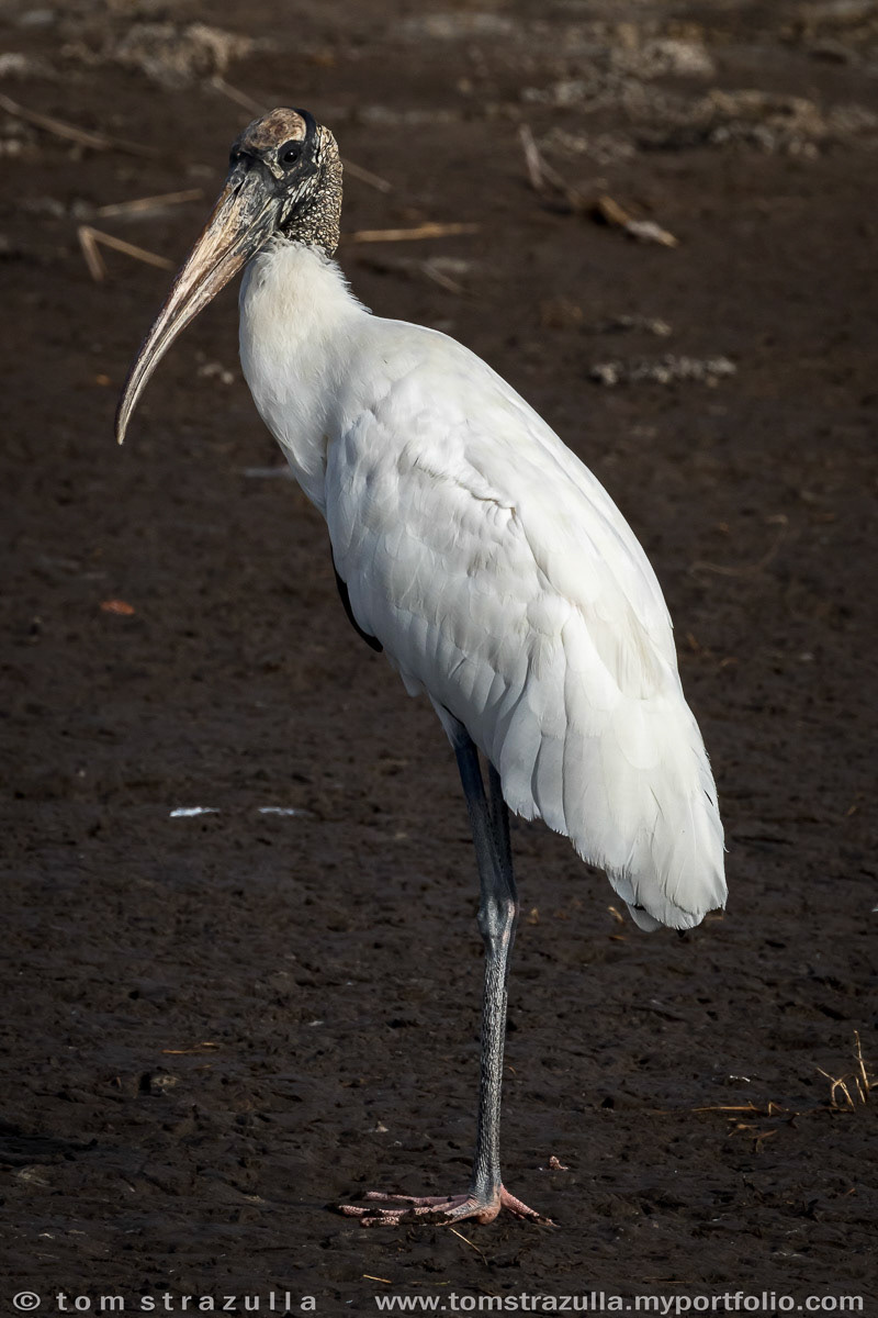 Woodstork