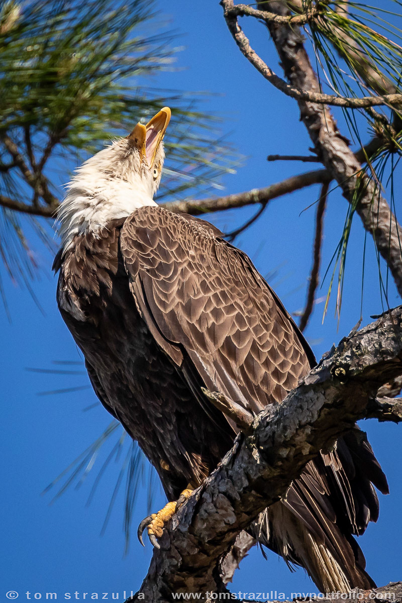 Bald Eagle