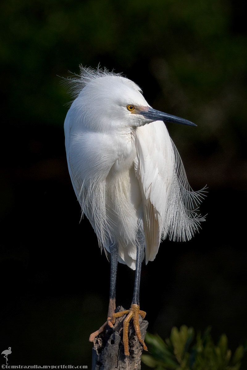 Snowy Egret