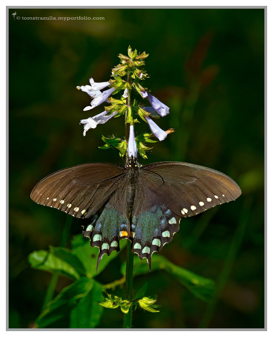 Spicebush Swallowtail (Birdsong)