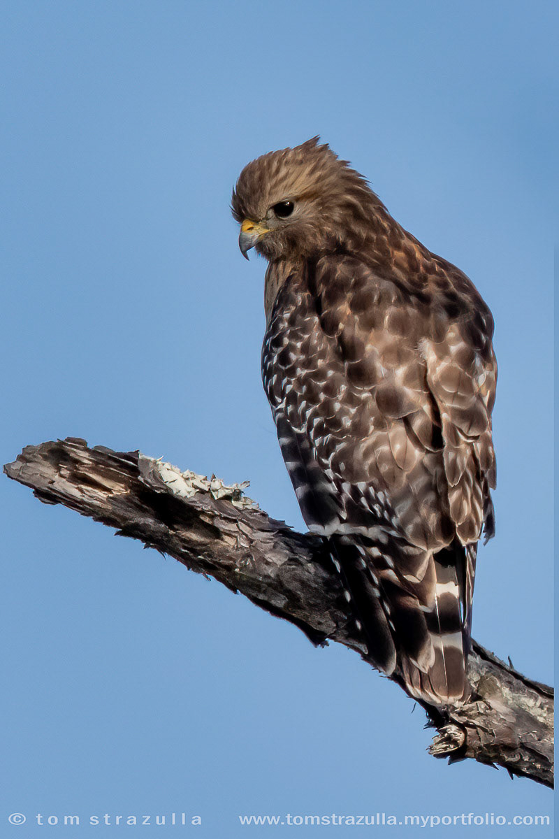 Red-shouldered Hawk