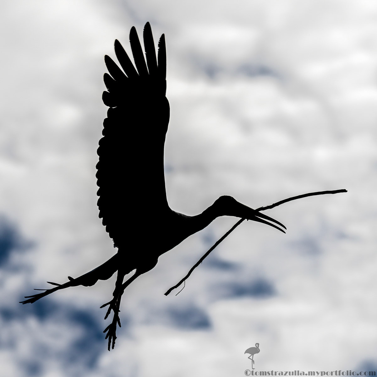 Wood Stork