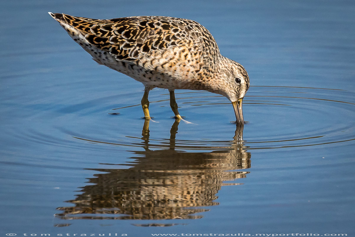 Marbled Godwit