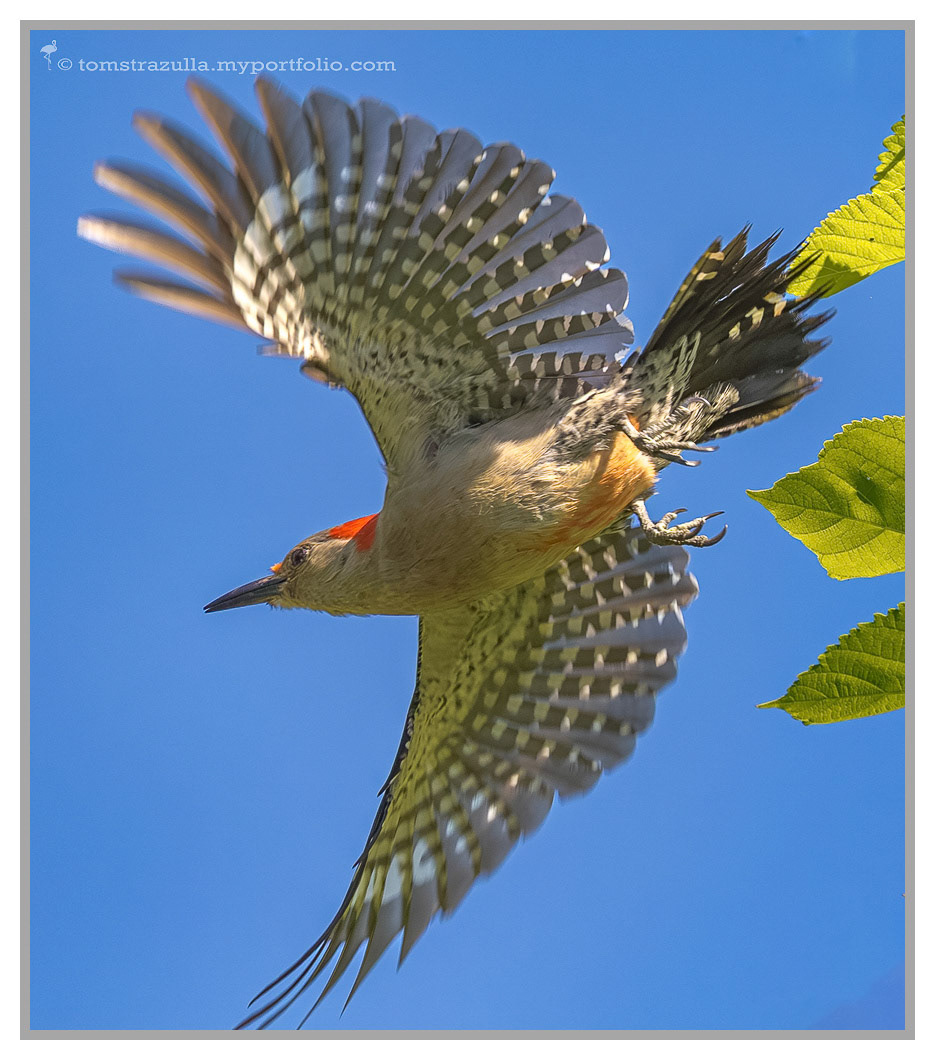 Red-bellied Woodpecker