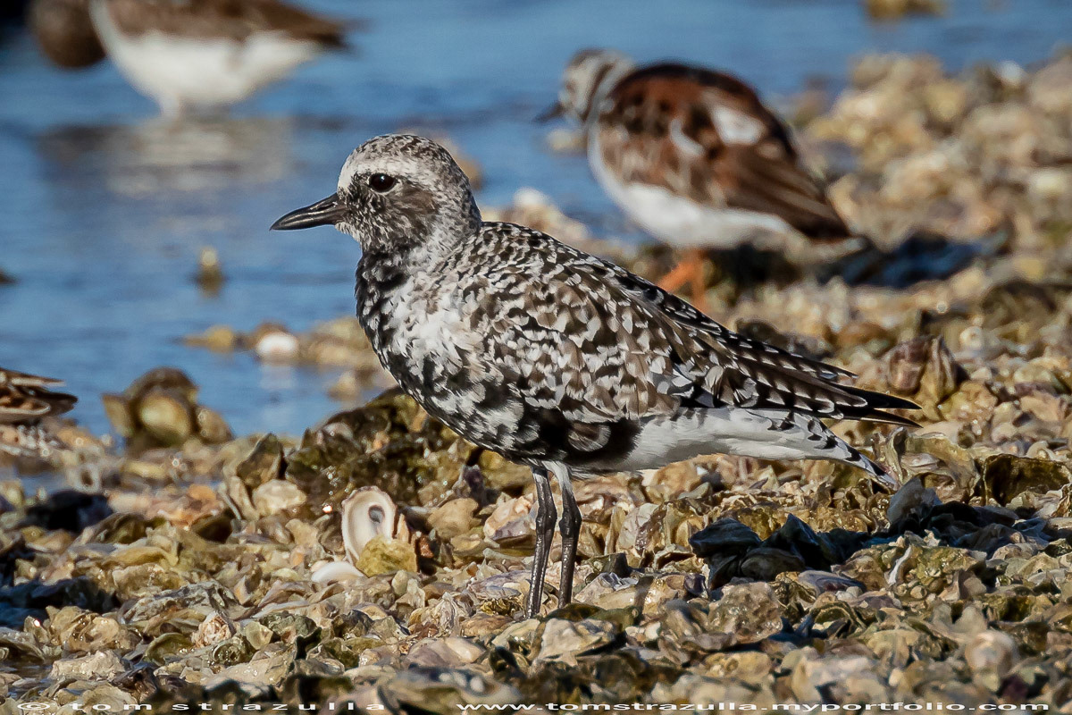 Black-bellied Plover