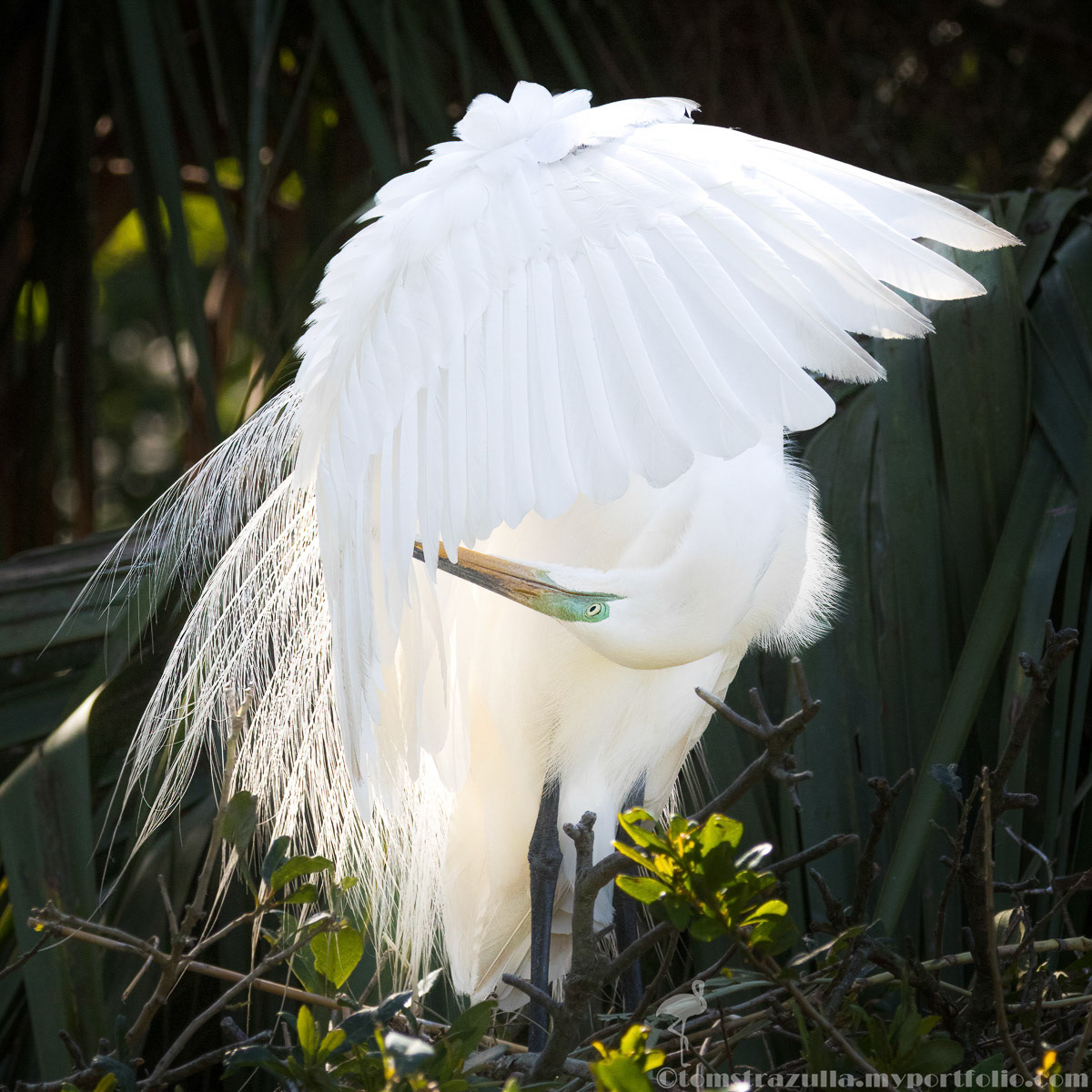 Great Egret