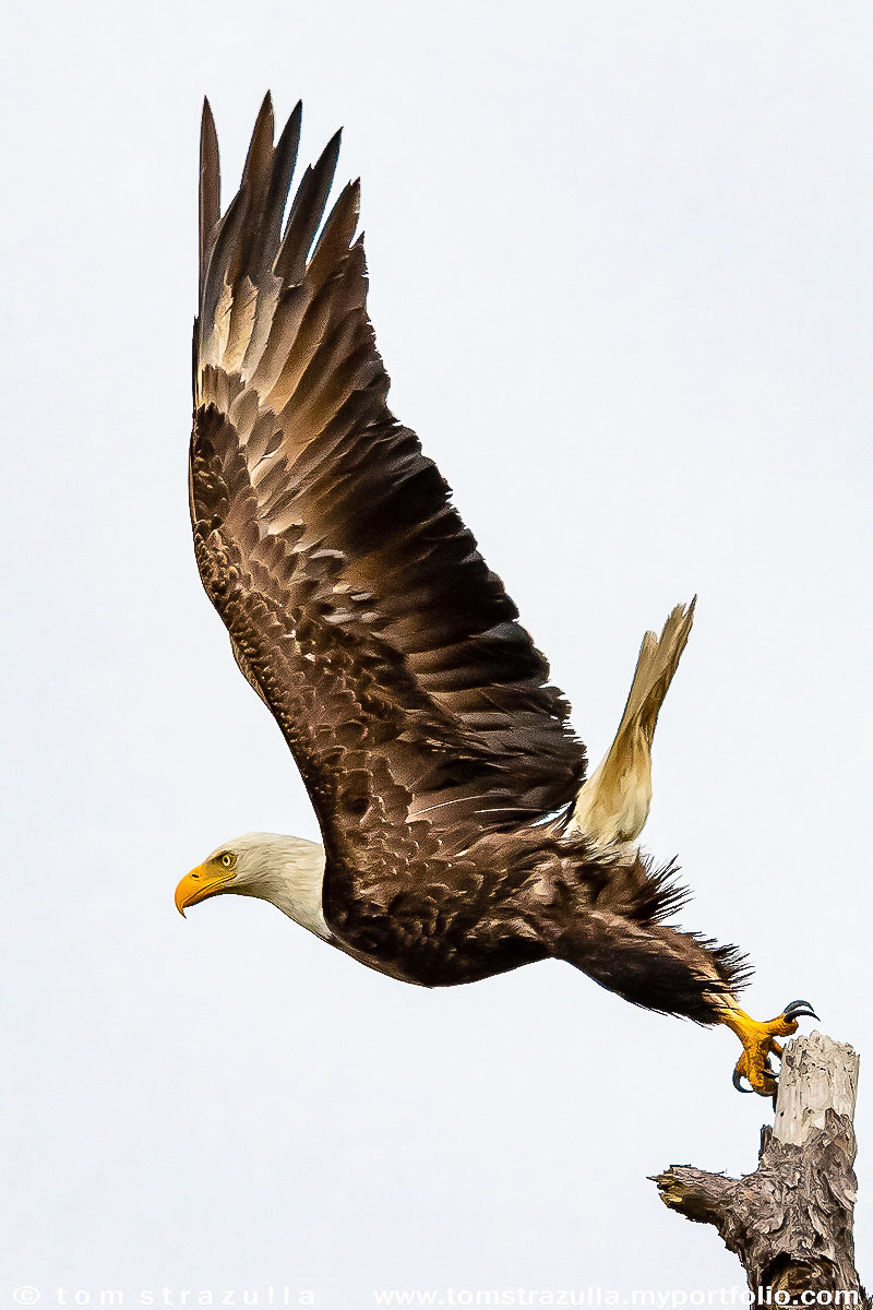 Bald Eagle