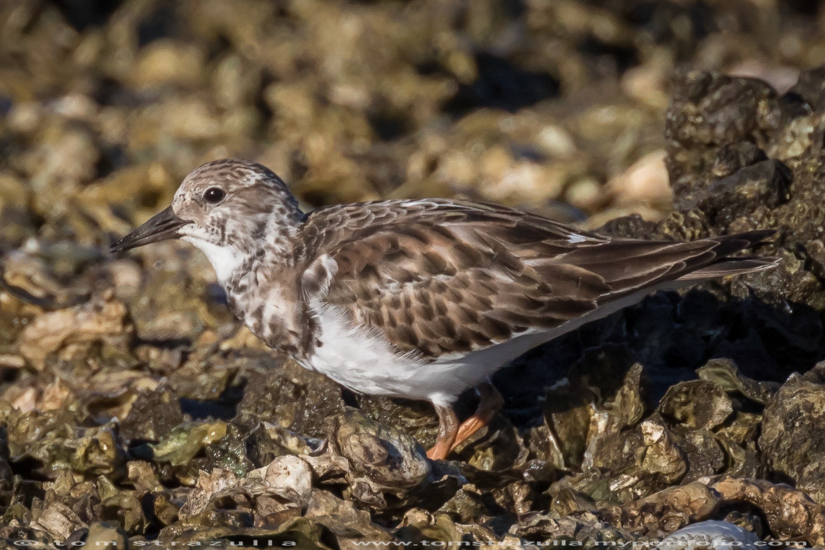Ruddy Turnstone