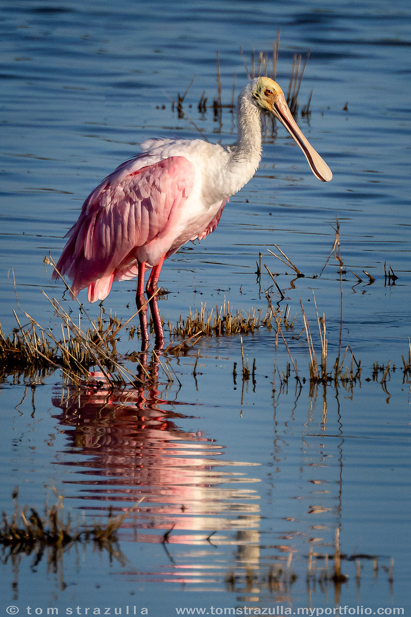 Roseate Spoonbill
