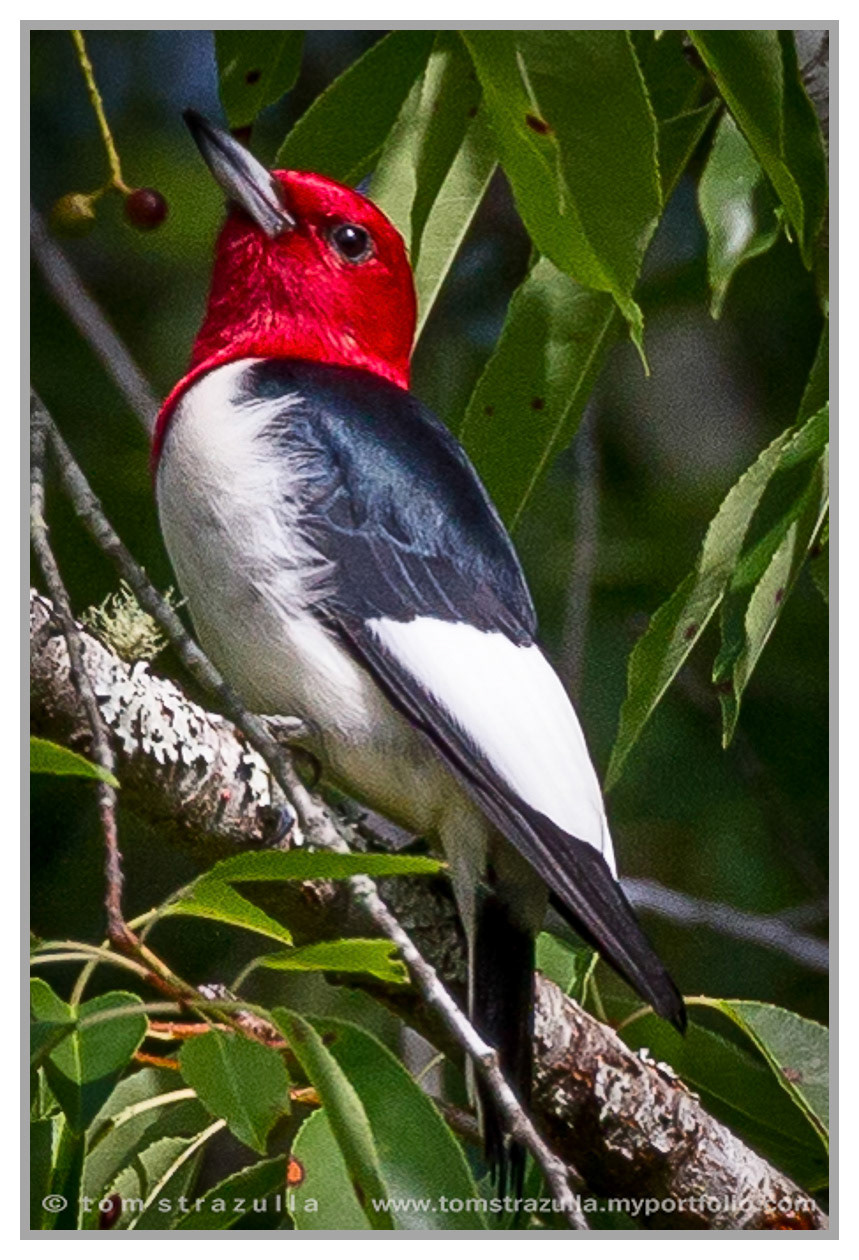 Redheaded Woodpecker