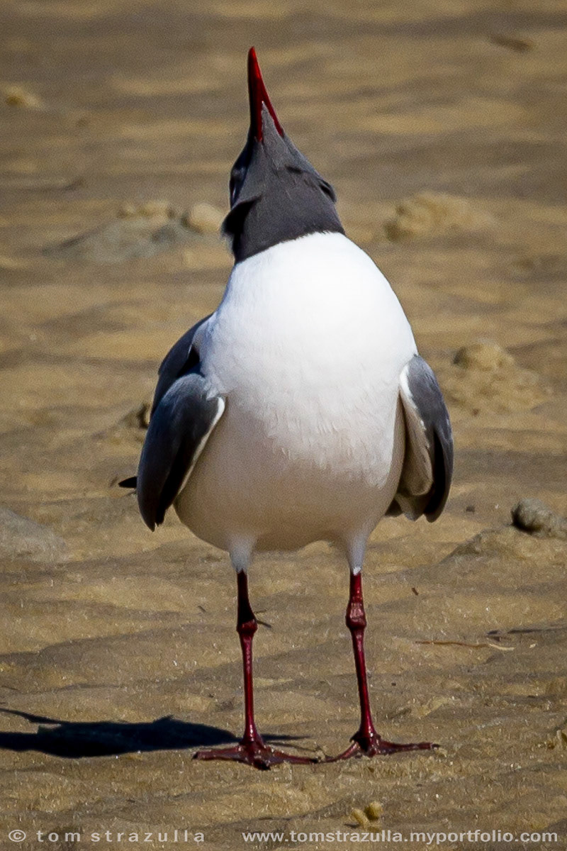 Laughing Gull