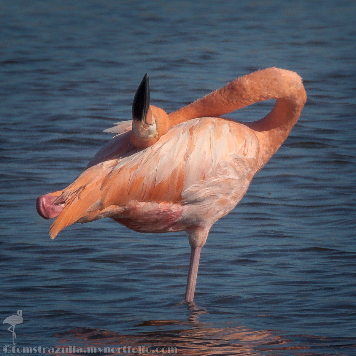 American Flamingo