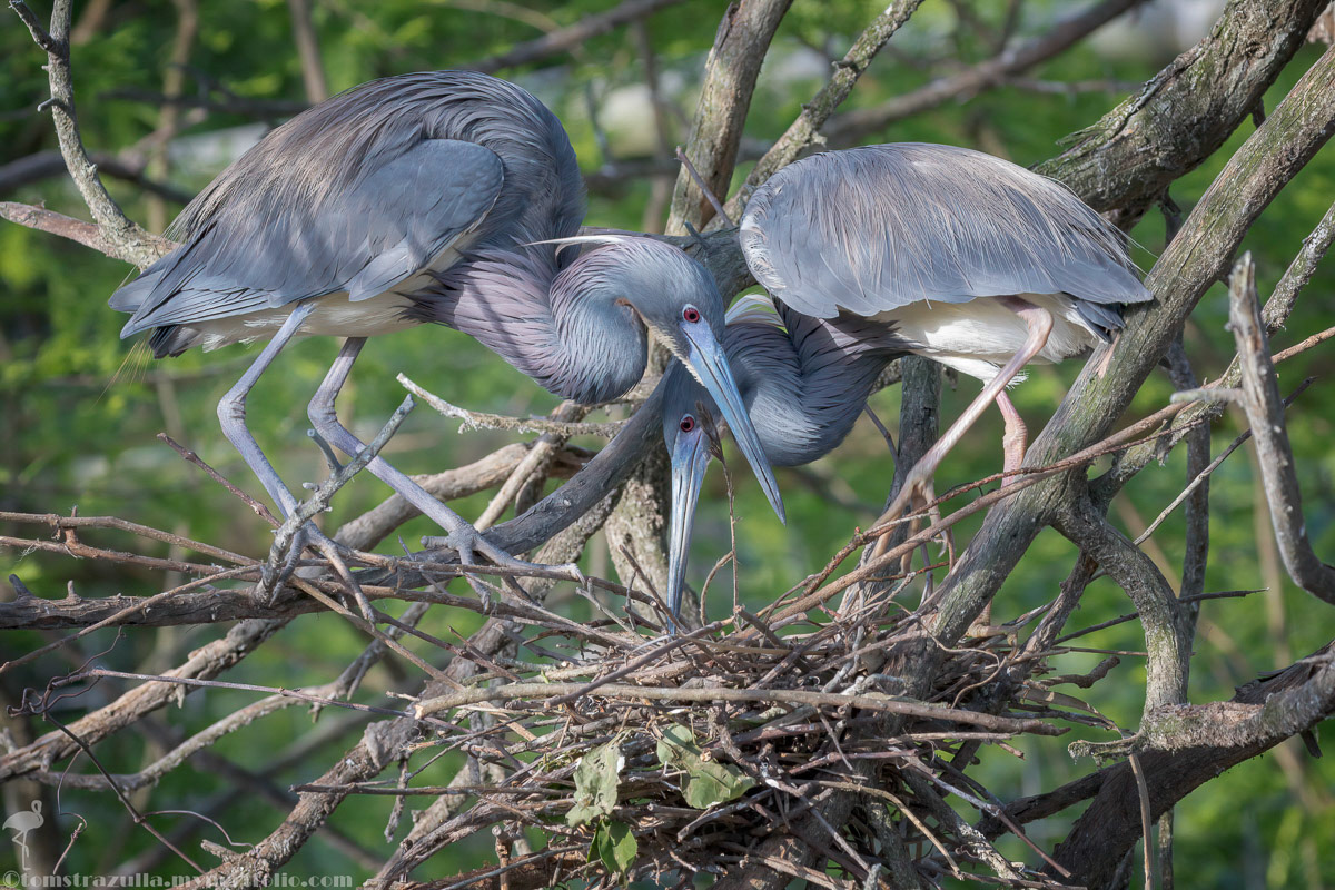 Tri-colored Heron