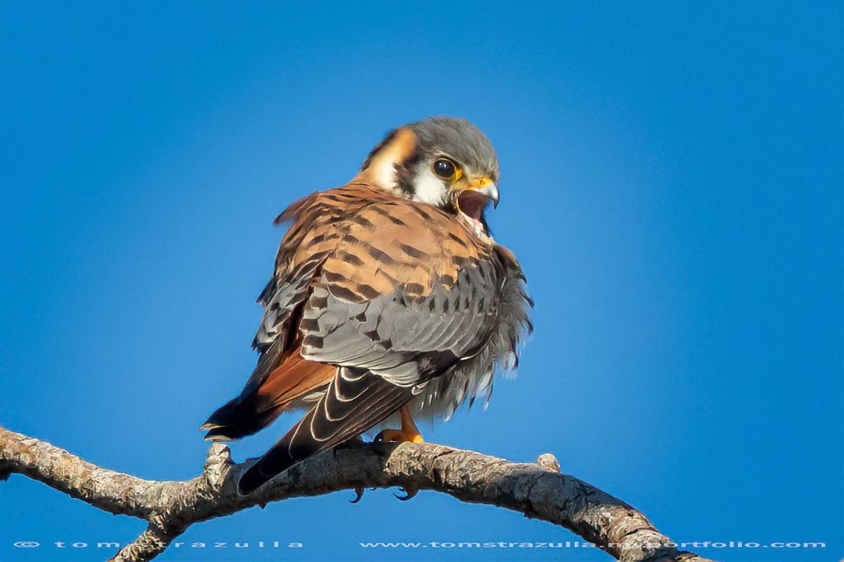 American Kestrel