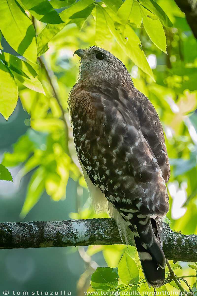 Red-shouldered Hawk