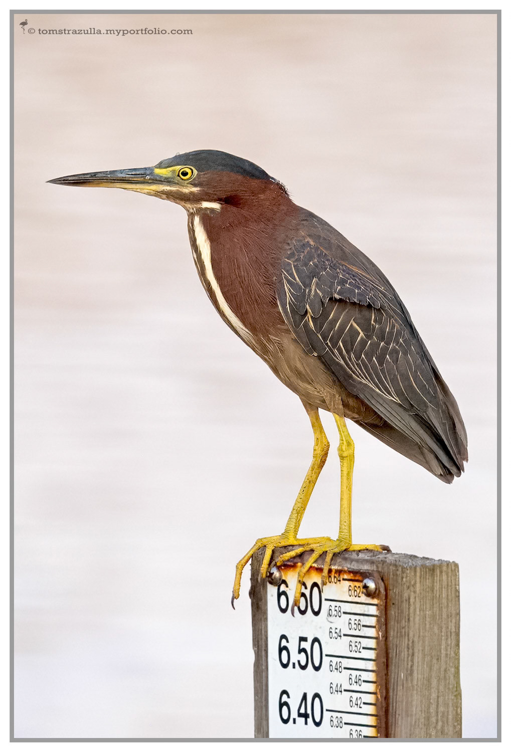 Green Heron