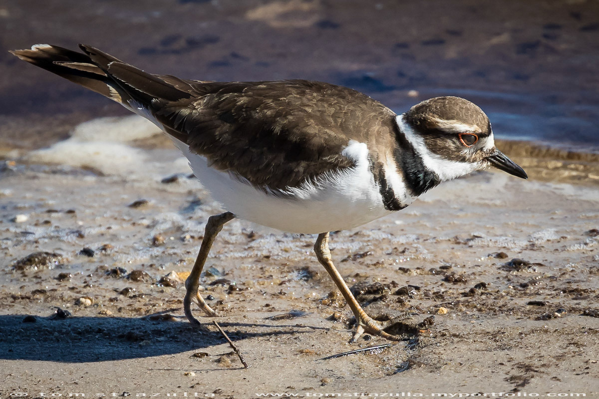 Killdeer