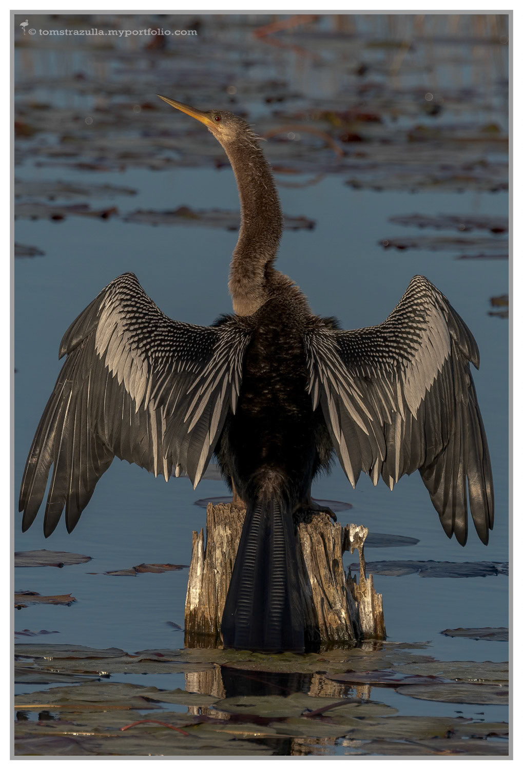 Anhinga (female)