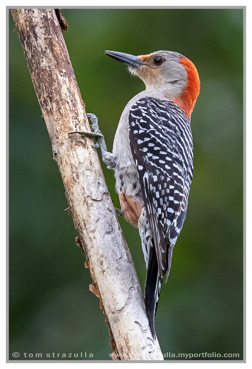 Red-bellied Woodpecker
