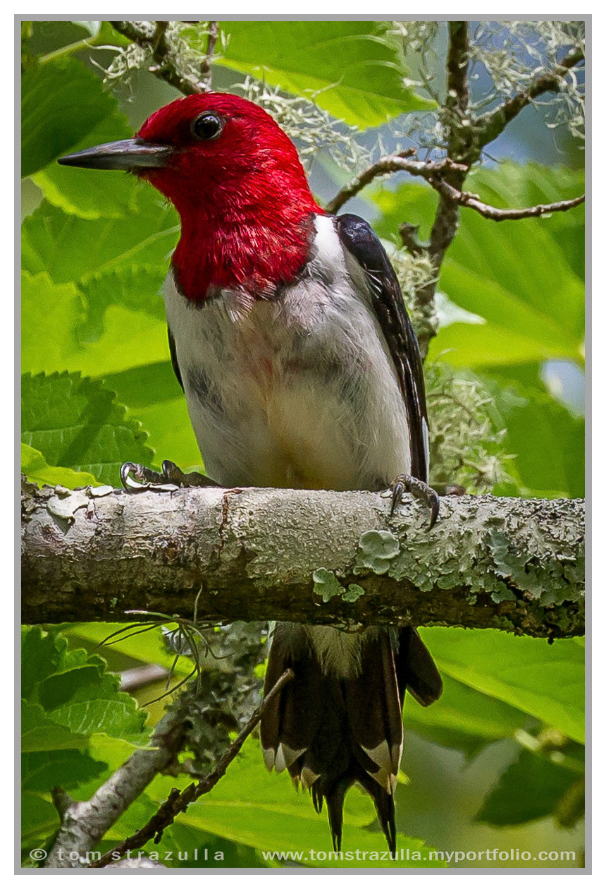 Redheaded Woodpecker