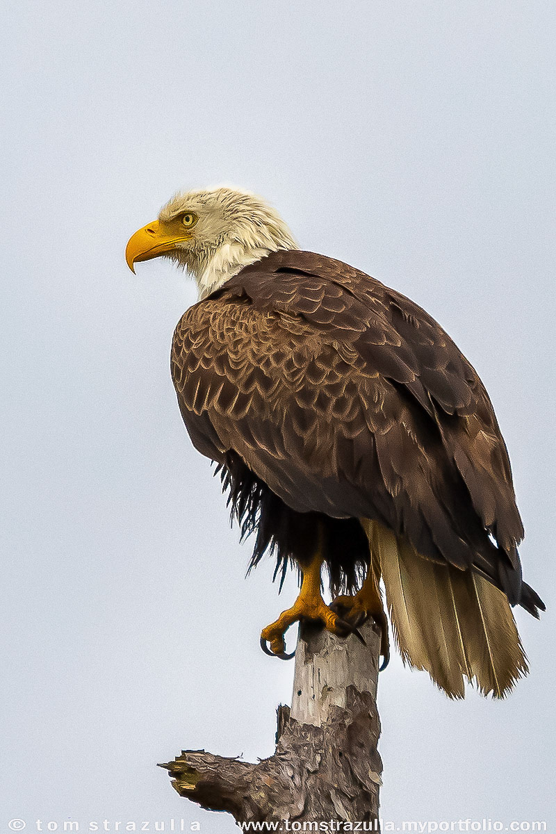 Bald Eagle