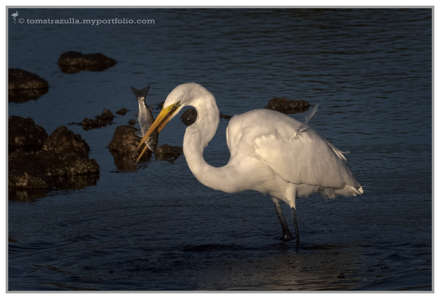 "Gone Fishin II" (Great Egret)