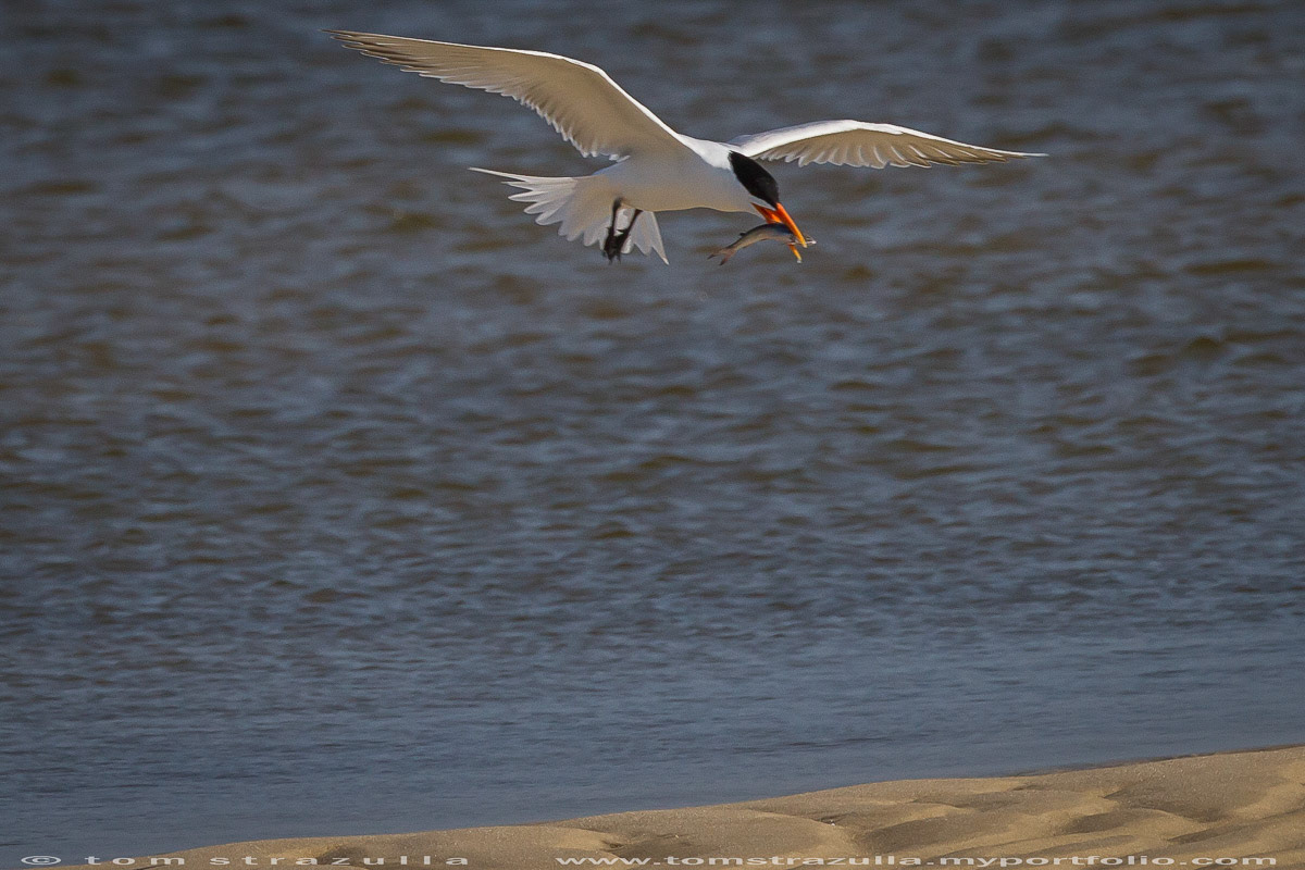 Royal Tern