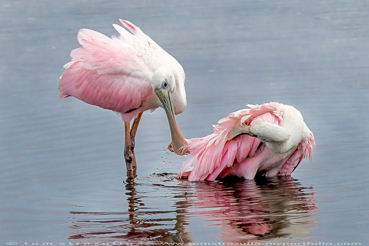 Roseate Spoonbill