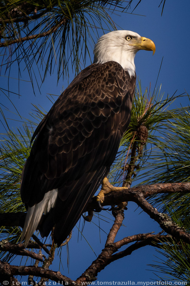Bald Eagle