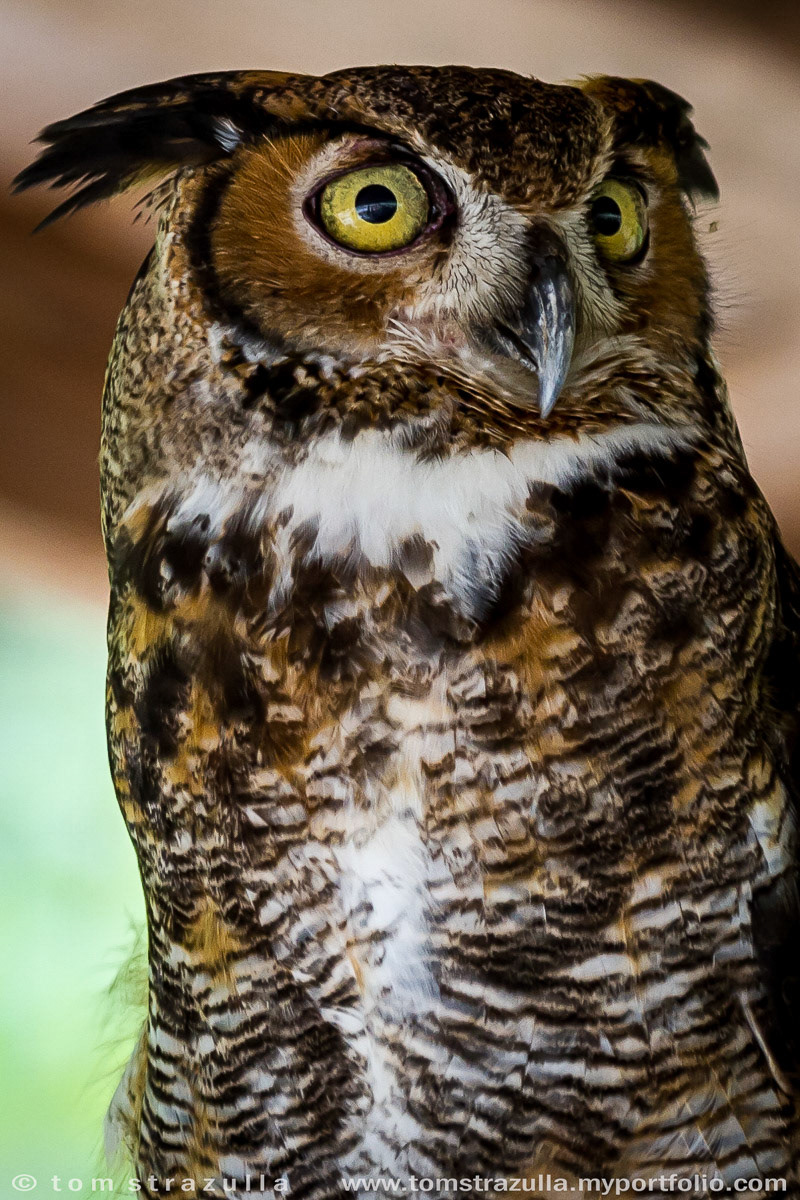 Great Horned Owl