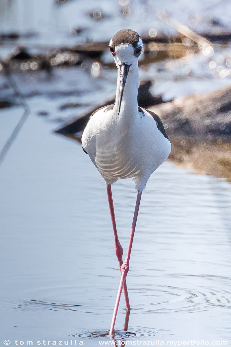 Black-necked Stilt
