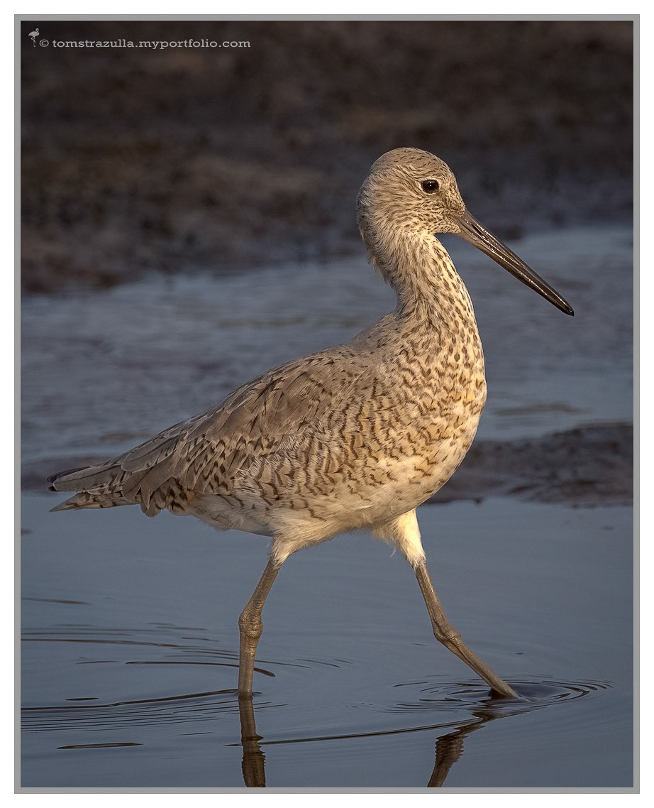 Willet