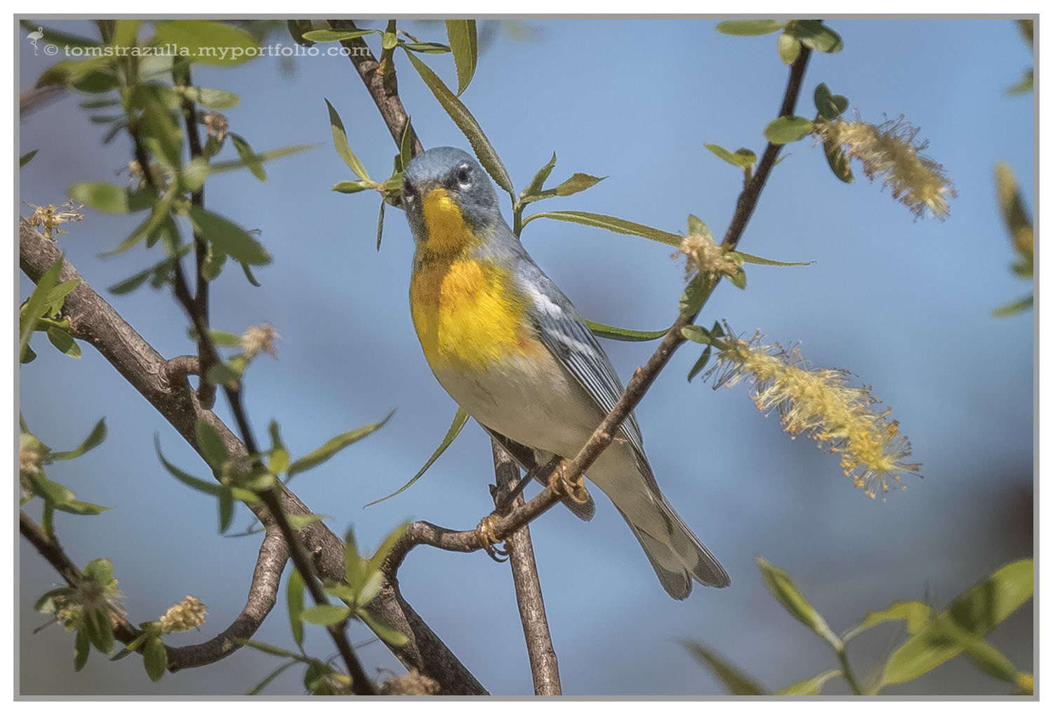 Northern Parula