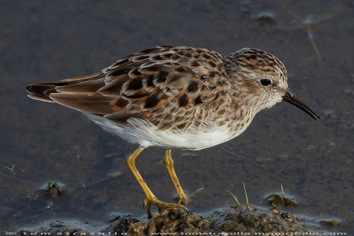 Least Sandpiper