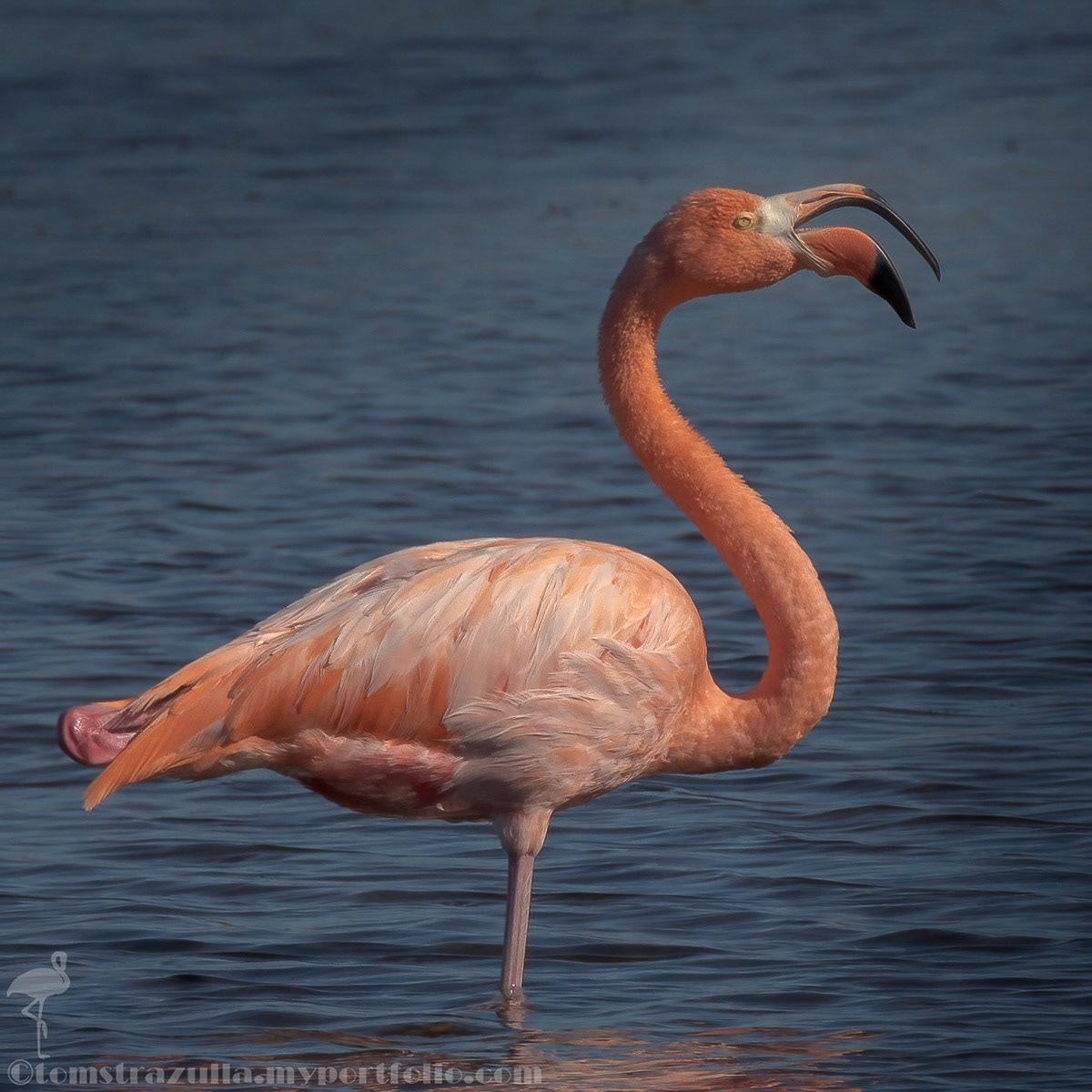 American Flamingo