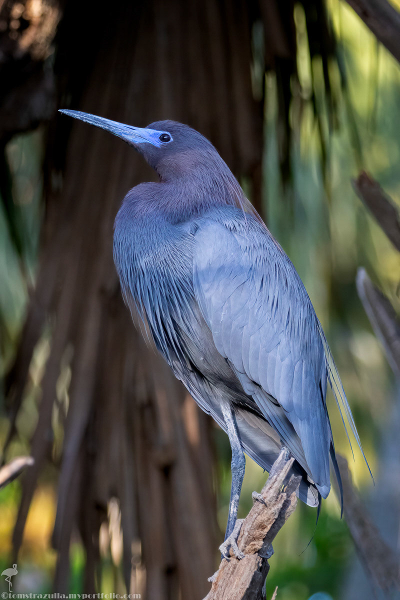 Little Blue Heron