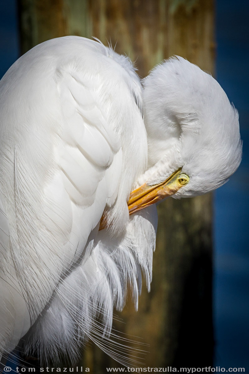 Great Egret