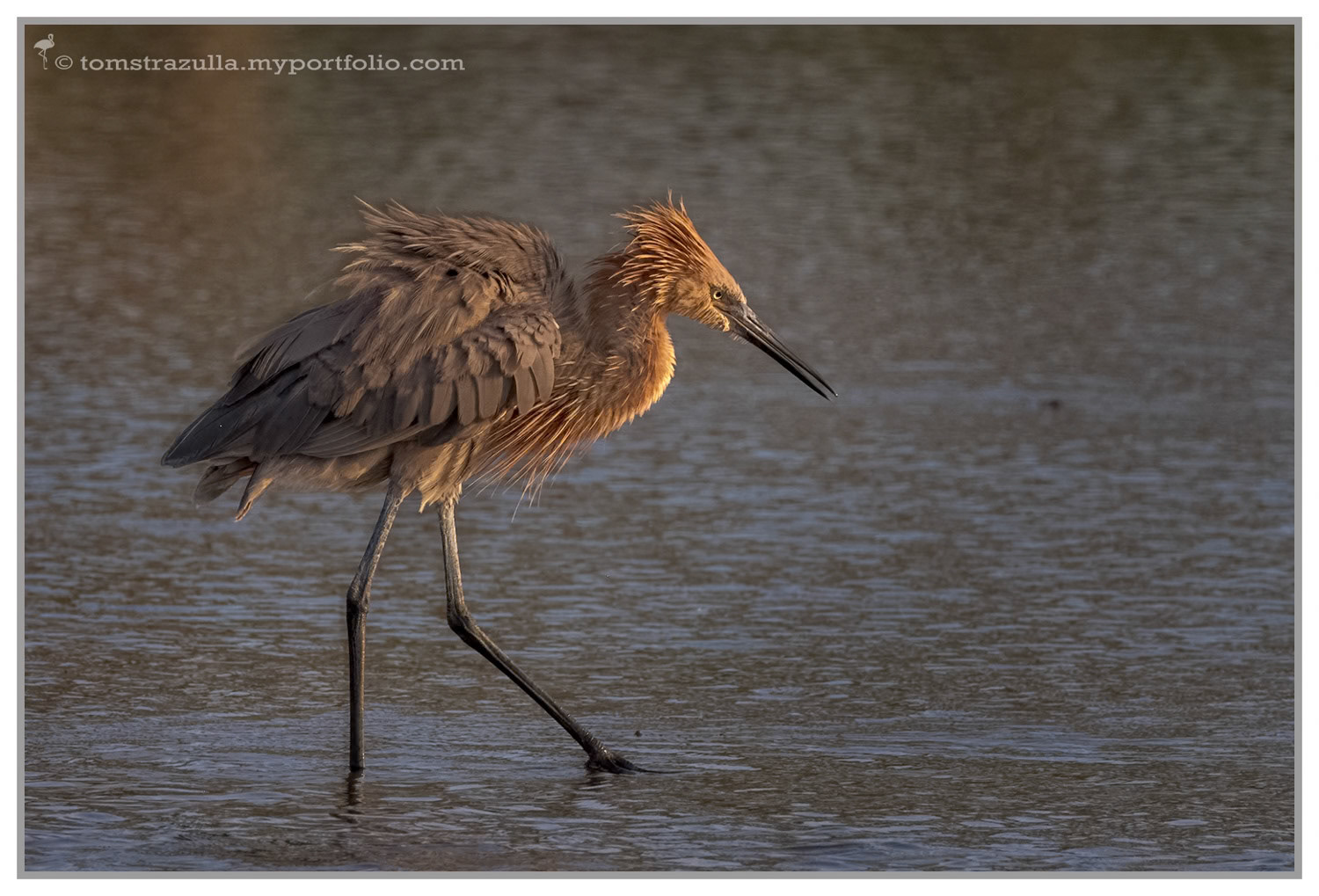 Reddish Egret