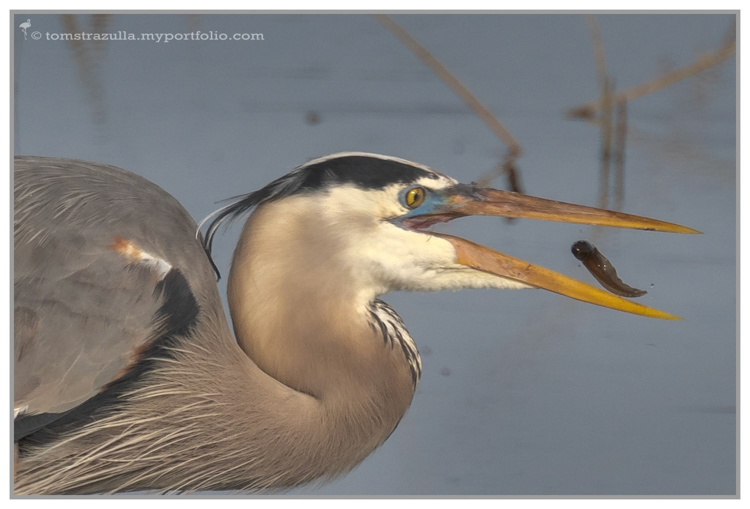 Great Blue Heron