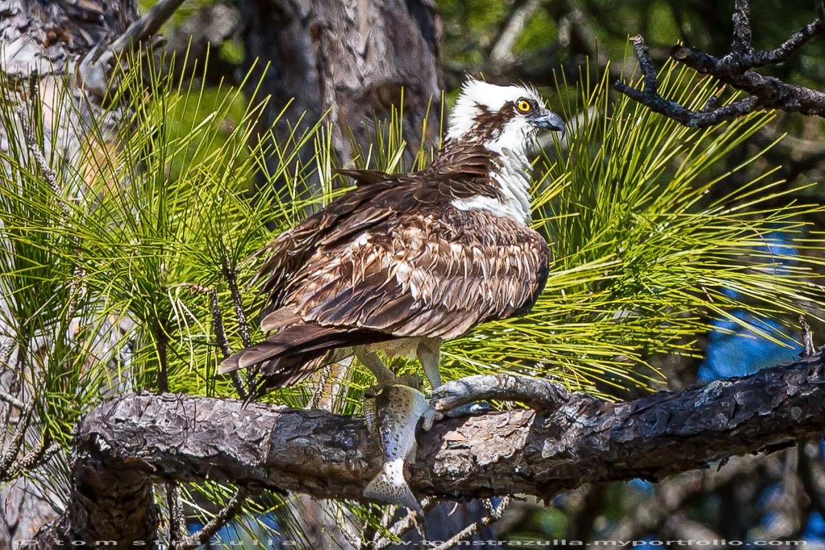 Osprey