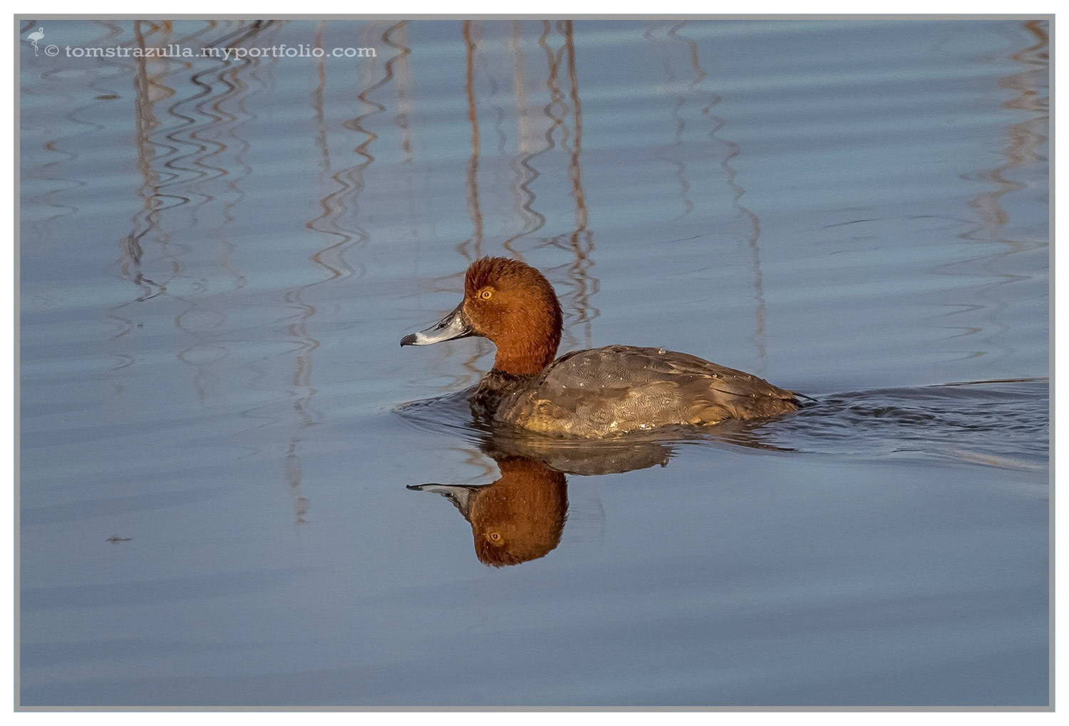 Redhead (drake)