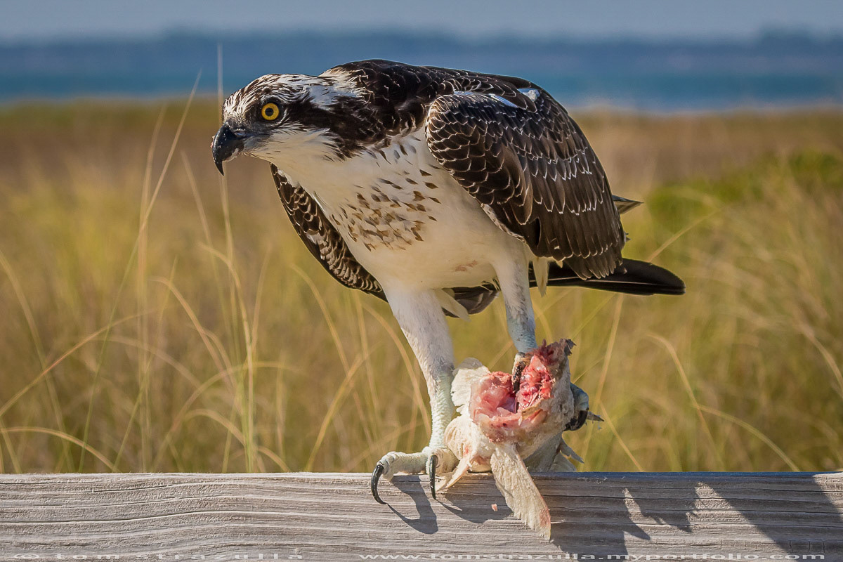 Osprey
