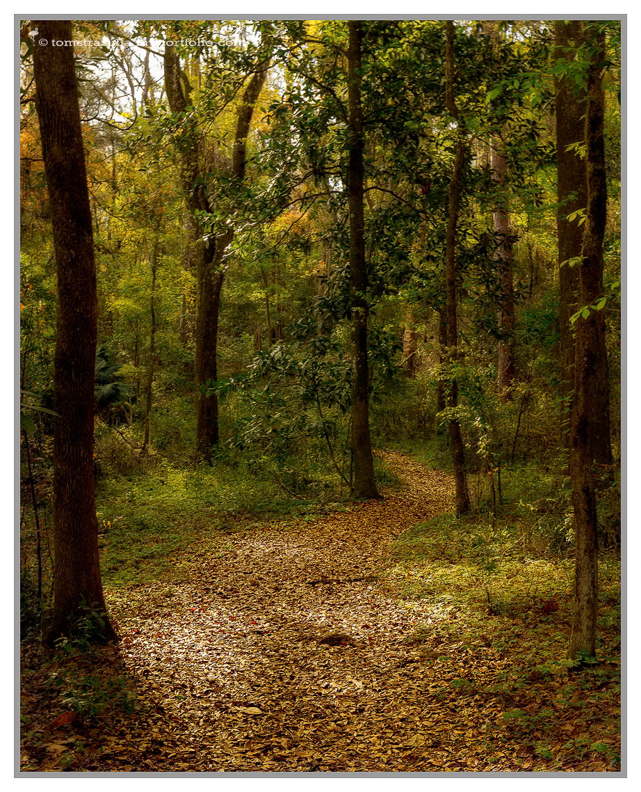 Magnolia Trail (Maclay Gardens)