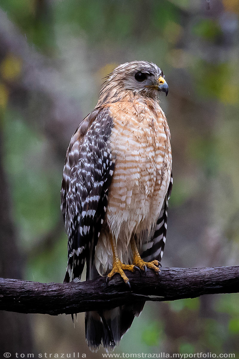 Red-shouldered Hawk