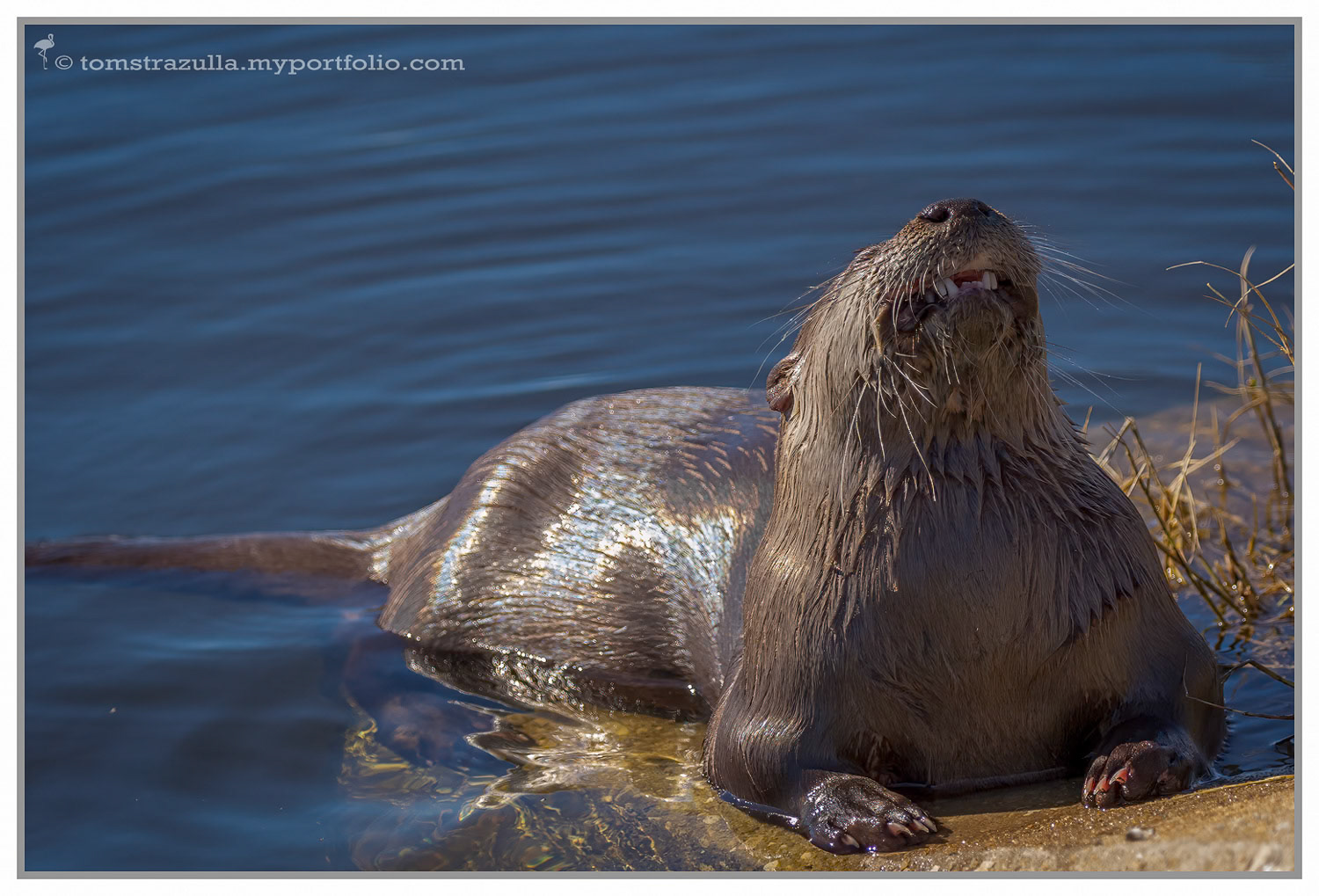 Otter