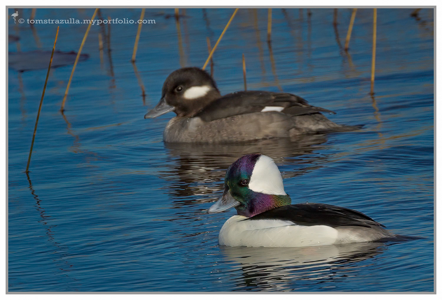 Bufflehead (drake and hen)