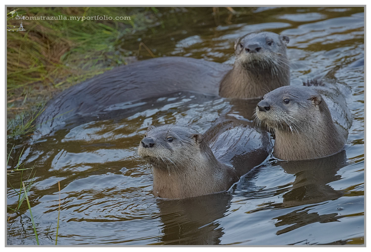 "Family Time" (Otter)