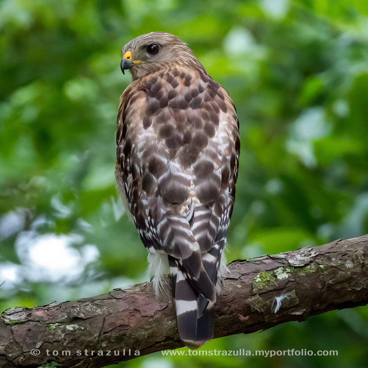 Red-shouldered Hawk